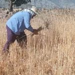 فیلم/ مسئول حوزه نمایندگی ولی فقیه در جهاد کشاورزی کهگیلویه و بویراحمد در حال برداشت گندم