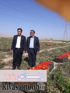 ویسی خرید گوجه
