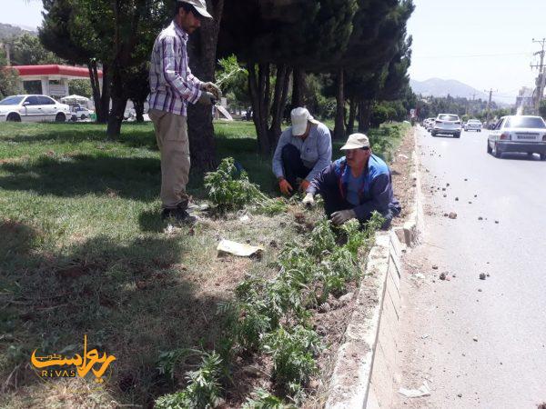 گل کاری معابر یاسوج