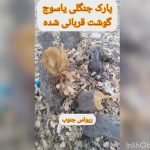 قطع بی‌رحمانه درختان پارک جنگلی یاسوج در بیخ گوش مسئولان ارشد