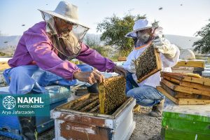 زنبور عسل لارستان
