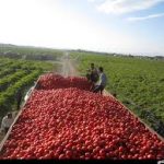 کمیسیون کشاورزی مجلس، مشکلات گوجه‌کاران بوشهر را بررسی می‌کند